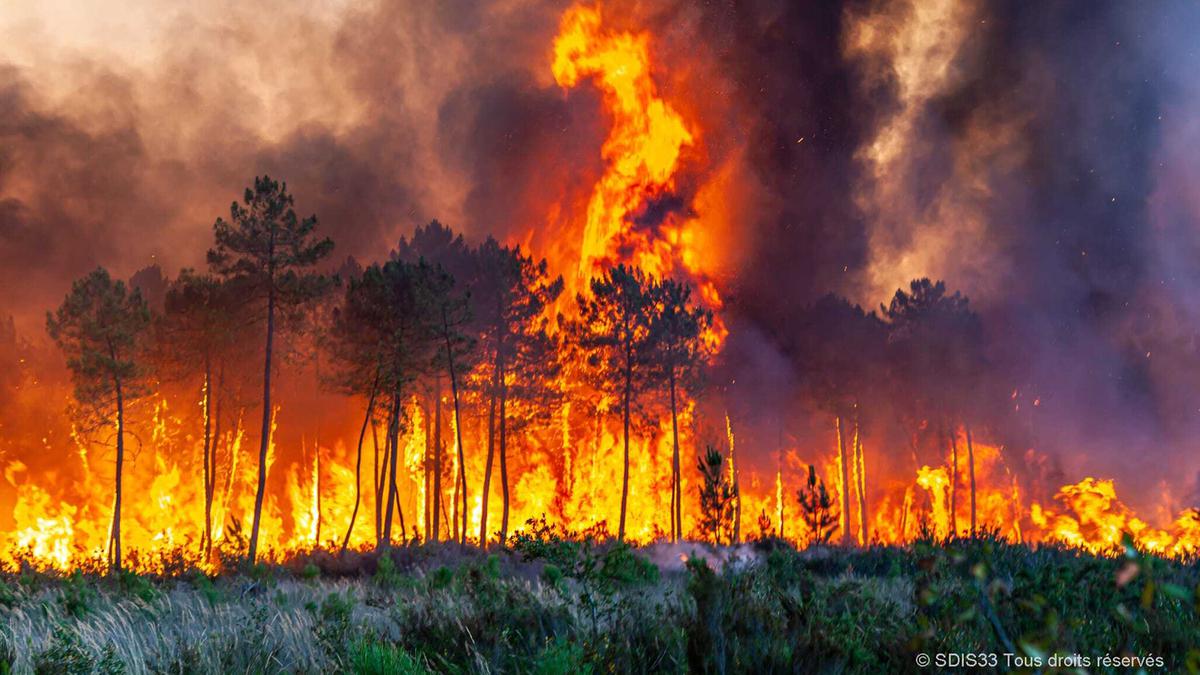 Kebakaran Hutan Melanda Kawasan Konservasi, Ratusan Hektar Lahan Hangus