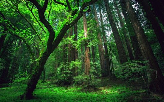 Hutan Liar di Indonesia Semakin Terancam, Pemerintah dan Masyarakat Diminta Bertindak